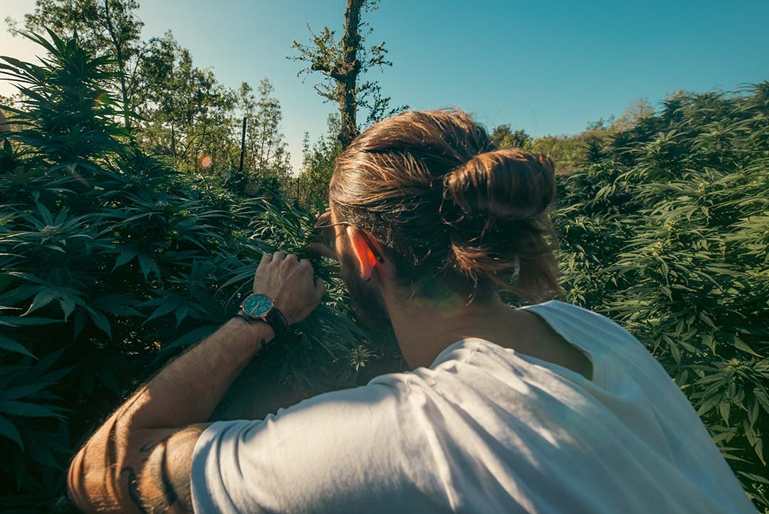 Un homme en train de regarder des plants de CBD