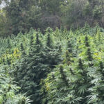Pourquoi nous cultivons en outdoor et pas sous serre