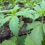 Le cycle complet d&rsquo;une plante de chanvre