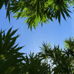 CBD bio certifié : comment nous avons obtenu notre certification Ecocert