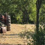 Récolte et effeuillage du chanvre : comment on a mécanisé sans industrialiser