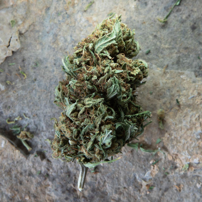 Fleurs de CBD AK 47 — brute
