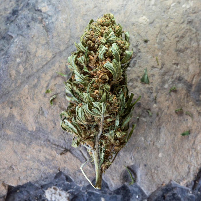 CBD Heaven - brute - image 3